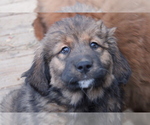 Small #5 Tibetan Mastiff
