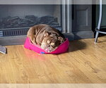 Small Photo #2 American Bulldog-Unknown Mix Puppy For Sale in Salt Lake City, UT, USA