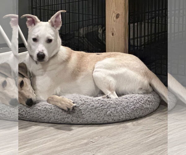 Medium Photo #20 Huskies -Labrador Retriever Mix Puppy For Sale in Brooklyn Center, MN, USA