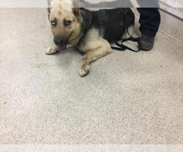 Medium Photo #1 German Shepherd Dog-Unknown Mix Puppy For Sale in Riverside, CA, USA