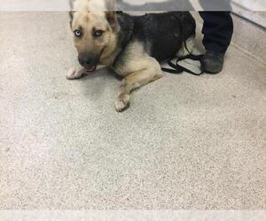 German Shepherd Dog-Unknown Mix Dogs for adoption in Riverside, CA, USA