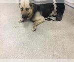 Small German Shepherd Dog Mix