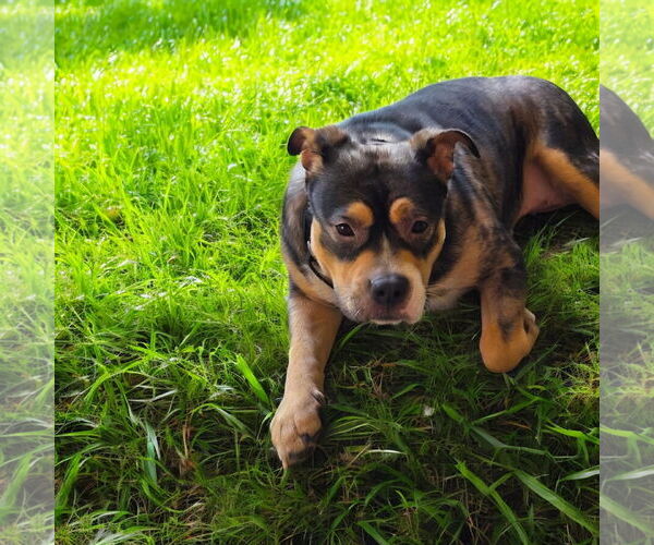Medium Photo #3 Bulldog Puppy For Sale in Menifee, CA, USA