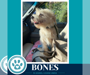 Bones 091926 - Male Mutt Dog for Adoption - Photo #4