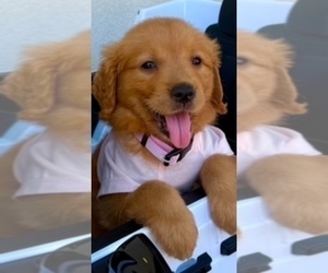 Golden Retriever Puppy for sale in SANTA ANA, CA, USA
