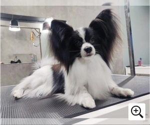 Father of the Papillon puppies born on 07/25/2026