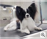 Small Photo #1 Papillon Puppy For Sale in MINNEAPOLIS, MN, USA