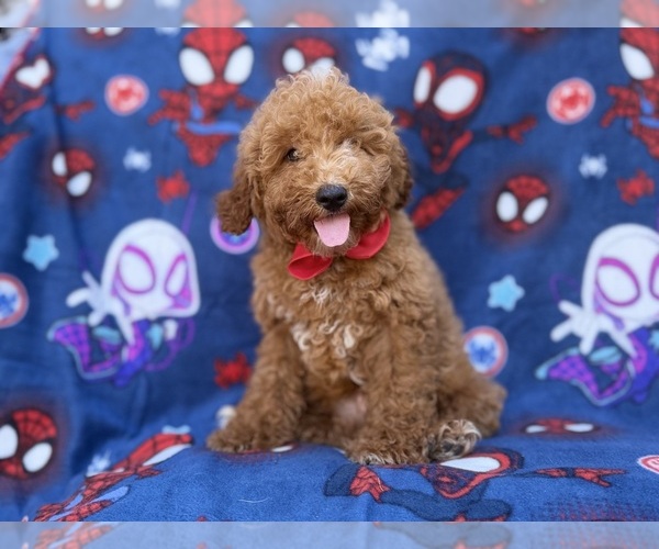 Medium Photo #2 Goldendoodle (Miniature) Puppy For Sale in LAKELAND, FL, USA