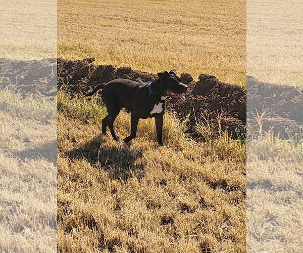 Medium Photo #5 American Staffordshire Terrier-Labrador Retriever Mix Puppy For Sale in Chandler, AZ, USA