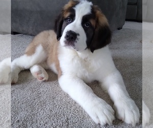 Saint Bernard Puppy for sale in FREDERICKSBURG, OH, USA