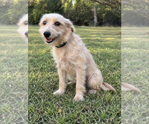 Mutt Dogs for adoption in PIPE CREEK, TX, USA