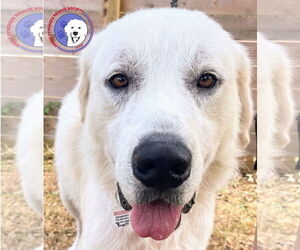 Great Pyrenees Dogs for adoption in Spring, TX, USA