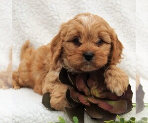 Cavapoo Puppy for sale in HONEY BROOK, PA, USA