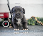 Small Photo #28 Cane Corso Puppy For Sale in BIRD IN HAND, PA, USA