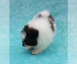 Small #30 Pomeranian