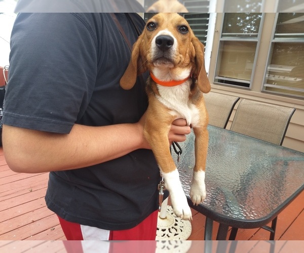 Medium Photo #5 Beagle Puppy For Sale in NEW BRIT, CT, USA