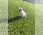 Small Photo #8 Siberian Husky Puppy For Sale in MALTA, IL, USA