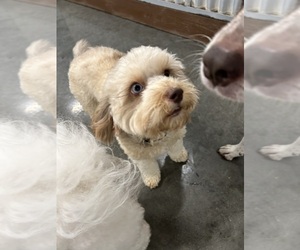 Havapoo Puppy for sale in HOUSTON, TX, USA