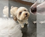 Small Havapoo