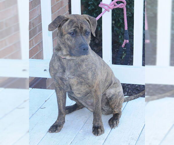 Medium Photo #3 Retriever -Unknown Mix Puppy For Sale in Lake Wylie, SC, USA