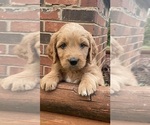 Small #2 Goldendoodle