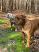 Small Photo #1 Olde English Bulldogge Puppy For Sale in DURHAM, NC, USA