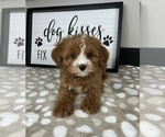 Image preview for Ad Listing. Nickname: Coco