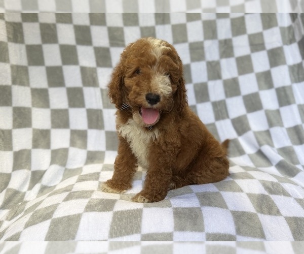 Medium Photo #7 Goldendoodle (Miniature) Puppy For Sale in LAKELAND, FL, USA