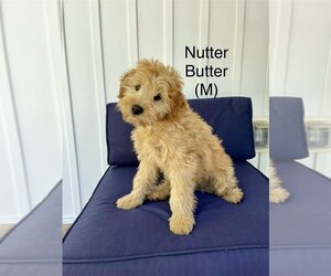 Australian Labradoodle Puppy for Sale in REIDSVILLE, North Carolina USA