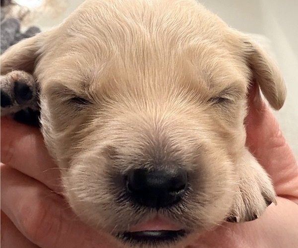 Medium Photo #8 Golden Retriever Puppy For Sale in PHOENIX, AZ, USA