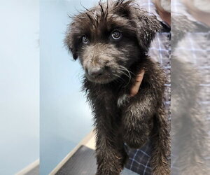 Mutt Dogs for adoption in Woodbury, NY, USA