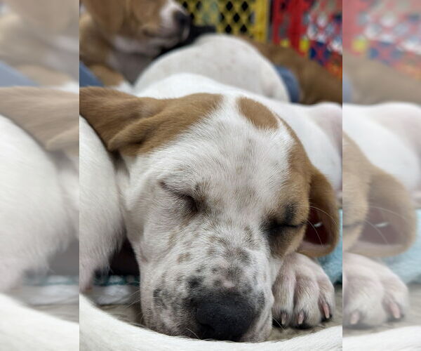 Medium Photo #12 Mutt Puppy For Sale in Wenonah, NJ, USA