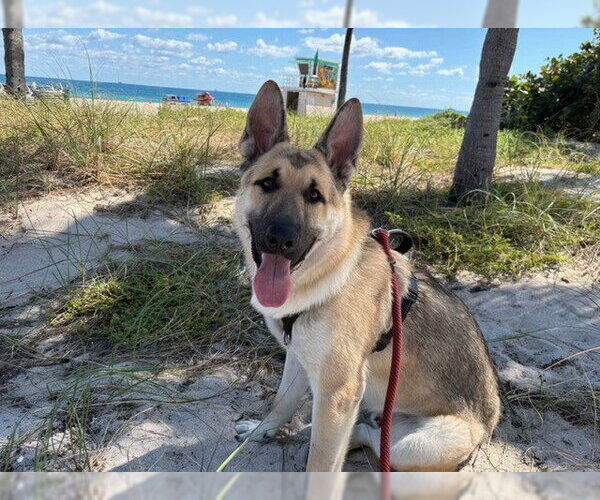 Medium Photo #5 German Shepherd Dog Puppy For Sale in Plantation, FL, USA