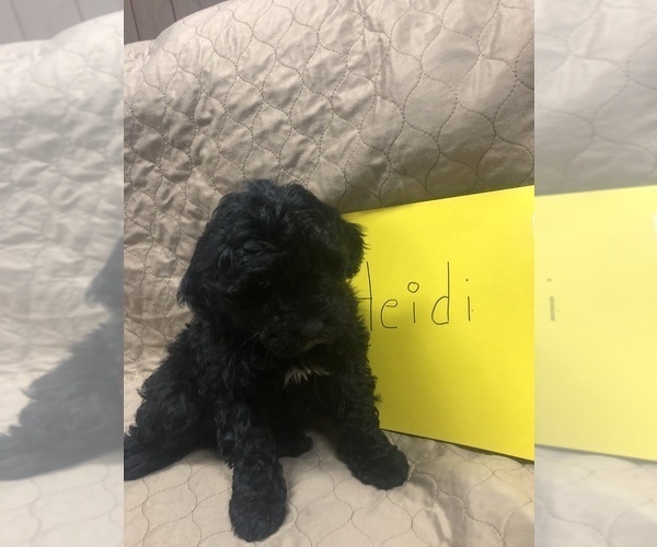 Medium Photo #14 Portuguese Water Dog Puppy For Sale in STERLING, CO, USA