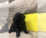 Small Photo #14 Portuguese Water Dog Puppy For Sale in STERLING, CO, USA