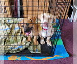 Small #3 Basset Hound Mix