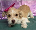 Small #1 Border Terrier Mix