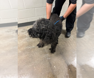 Poodle (Miniature)-Unknown Mix Dogs for adoption in Woodbury, NY, USA
