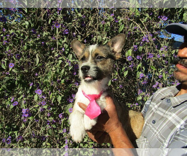 Medium Photo #2 French Bulldog-Unknown Mix Puppy For Sale in San Diego, CA, USA