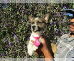 Small #1 French Bulldog Mix