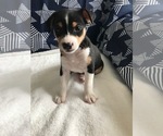 Small Photo #5 Rat Terrier Puppy For Sale in PLANTATION, FL, USA