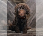Small Photo #11 Labradoodle Puppy For Sale in JOPLIN, MO, USA