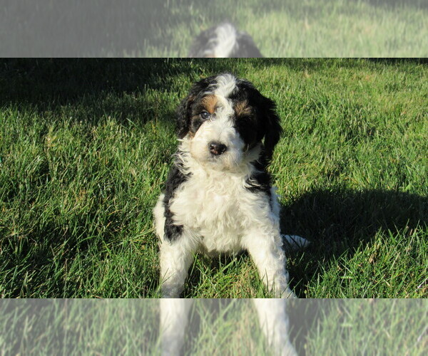 Medium Photo #5 Bernedoodle Puppy For Sale in BIG ROCK, IL, USA