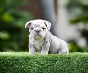 English Bulldog Puppy for sale in CHARLOTTE, NC, USA
