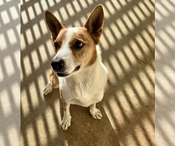 Medium Photo #1 Australian Kelpie-Basenji Mix Puppy For Sale in Houston, TX, USA