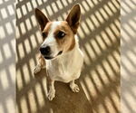 Small Photo #1 Australian Kelpie-Basenji Mix Puppy For Sale in Houston, TX, USA