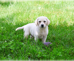Small #7 Labrador Retriever