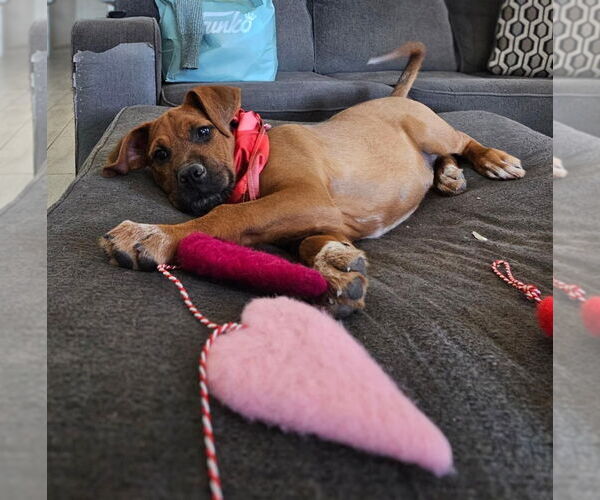 Medium Photo #4 Boxer-Unknown Mix Puppy For Sale in Vail, AZ, USA