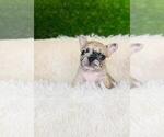 Small Photo #1 French Bulldog Puppy For Sale in RICHMOND, TX, USA