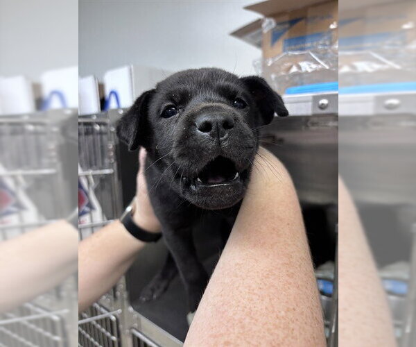 Medium Photo #1 Chow Chow-Unknown Mix Puppy For Sale in Oklahoma City, OK, USA